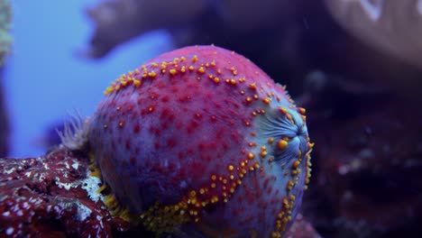 Sea-apple-is-the-common-name-for-the-colorful-and-somewhat-round-sea-cucumbers-of-the-genus-Pseudocolochirus,-found-in-Indo-Pacific-waters.