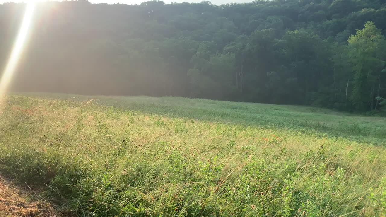 여름에 아름다운 초원