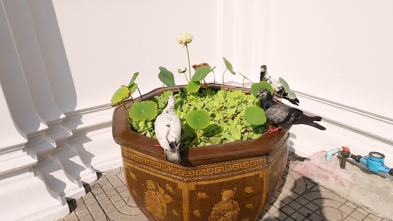 las palomas interactúan alrededor de una olla de loto en wat pho, bangkok, bajo la brillante luz del sol, mostrando la vida serena del templo