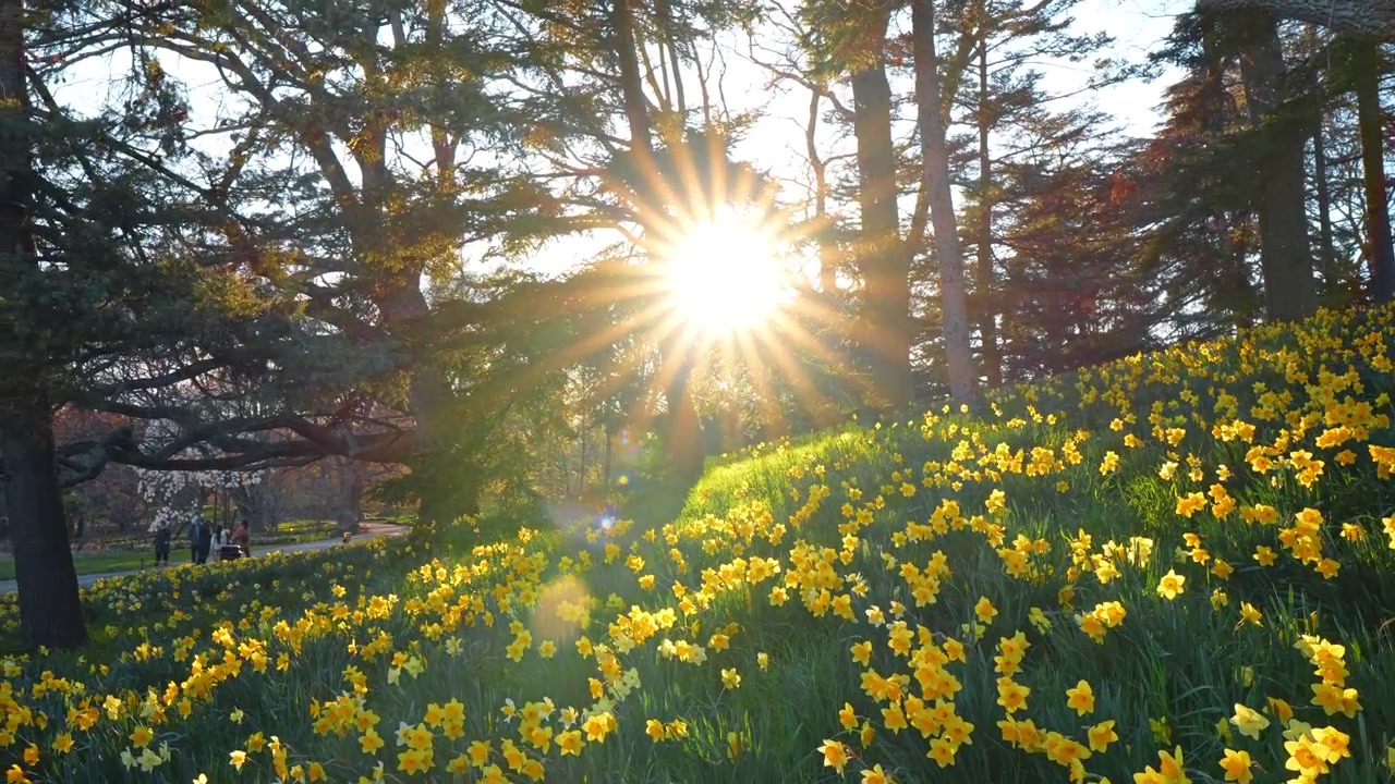Field of yellow narcissus flowers on a slope in spring. Rows of blooming daffodils on a green hill with large trees and golden hour sunlight in a public park.