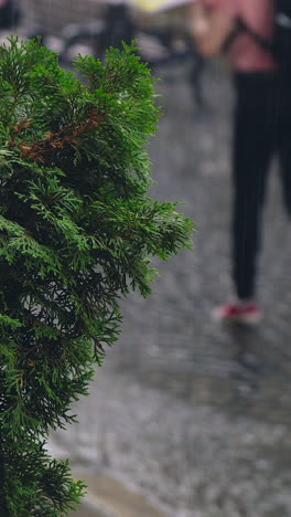 raindrops are falling on thuja in the city. People are running with umbrellas in rainy weather. It's raining cats and dogs. Vertical video