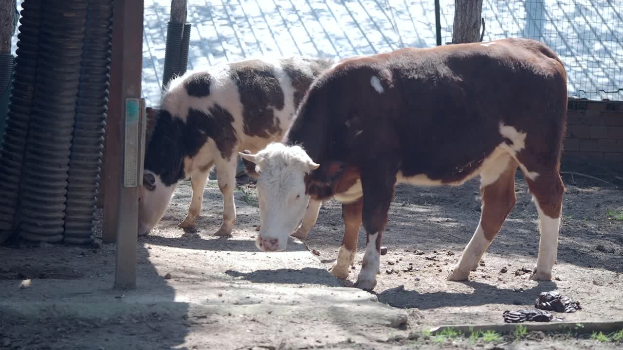 ⁇  에서 사육 하는 소 들