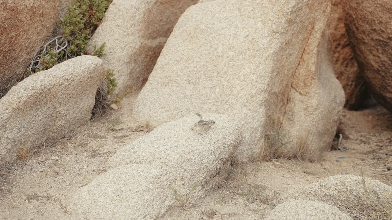 A White-tailed Antelope Squirrel in the enchanting landscape of Joshua Tree National Park