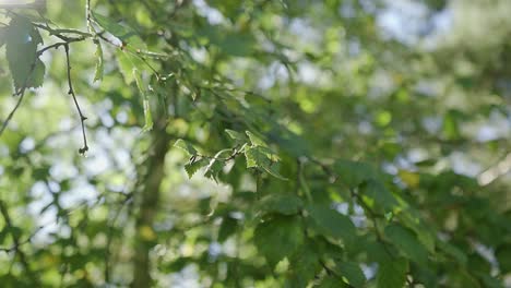 Rama-De-árbol-Con-Hermosas-Hojas-Verdes-Con-El-Sol-Brillando-A-Través-De-Las-Hojas-Vista-Cercana