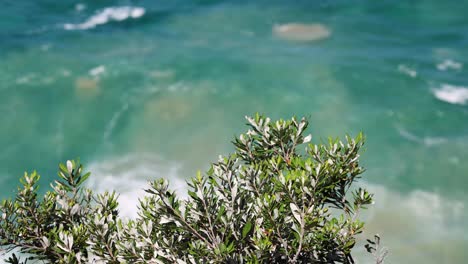 gentle waves lapping against lush coastal foliage.