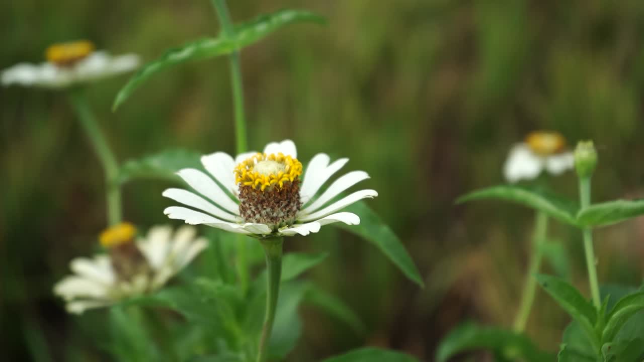 flores blancas silvestres campo prado, campo de blanco silvestre en el viento balanceándose de cerca