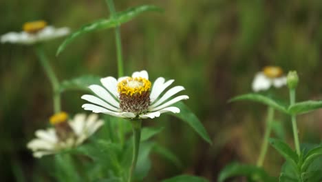 Wilde-Weiße-Blumen-Feld-Wiese,-Feld-Der-Wilden-Weißen-Im-Wind-Schwankenden-Nahaufnahme