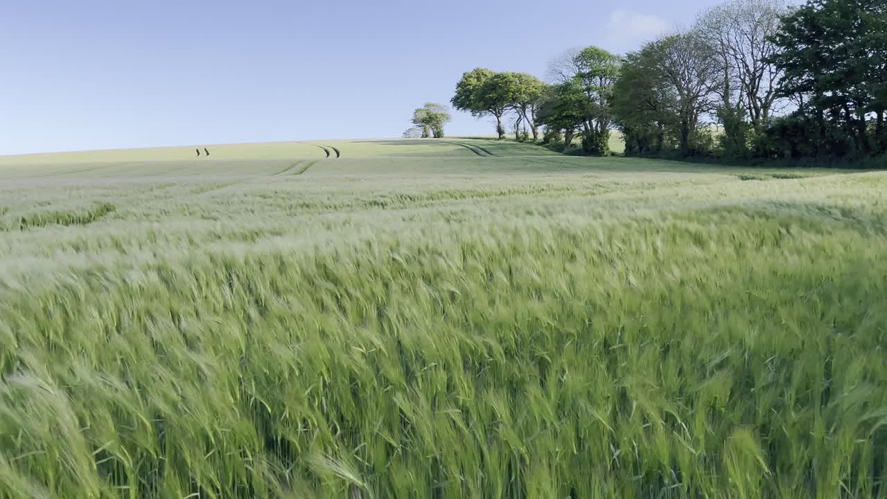 campo de cultivo moviéndose en el viento