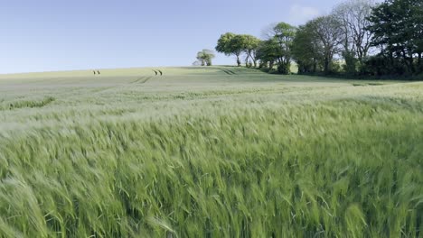 crop field moving in the wind