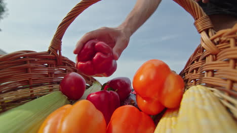 picking vegetables from basket