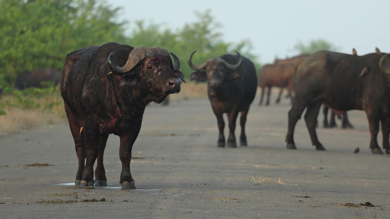 A Cape buffalo bull with bad injuries stands in the tar road while the rest of the herd crosses the road in the background on a misty morning, Kruger National Park South Africa.