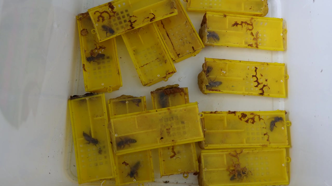Multiple honey bee queen cages prepared for queen rearing inside a beekeeping container