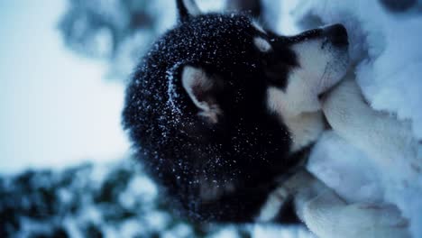 An-Alaskan-Malamute-Relaxing-on-a-Snowy-Surface-Amid-Falling-Snow-in-Indre-Fosen,-Trondelag-County,-Norway---Vertical-Close-Up-Shot