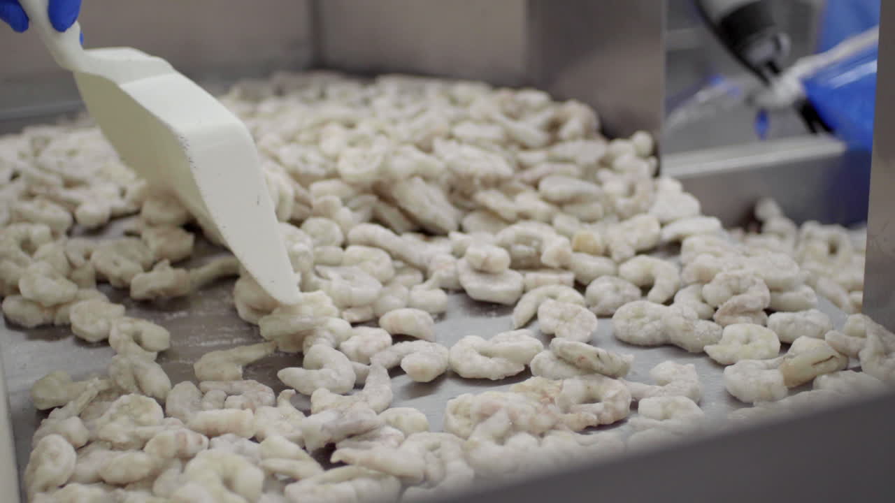 Frozen shrimp on a conveyor belt