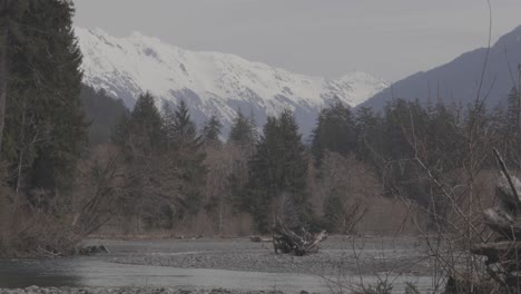 el río elwha fluye tranquilamente por debajo de los picos de las altas montañas de la península olímpica