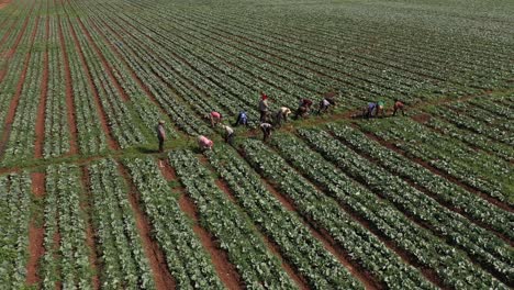 Vista-Aérea-De-Trabajadores-En-Una-Granja