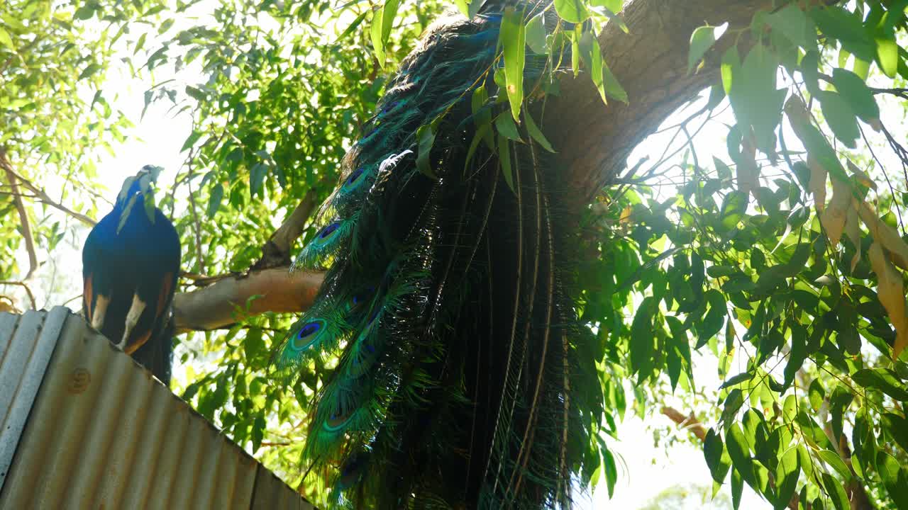 peacock sitting on tree to avoid hotwave in australia