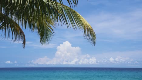 árboles de coco video de bucle playa soleada de phuket, tailandia. increíble palmera de coco en la playa de arena blanca salvaje clara.