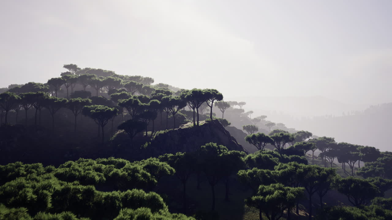 Mysterious landscape with lush greenery and ethereal fog at dawn