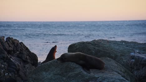 new zealand fur seals lying at the shore on rocks during a warm orange sunset