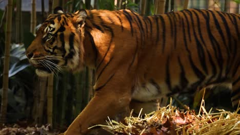 tiger walking through enclosure at melbourne zoo