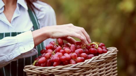 Brunette-winegrower-tidying-the-red-grapes-in-the-basket-