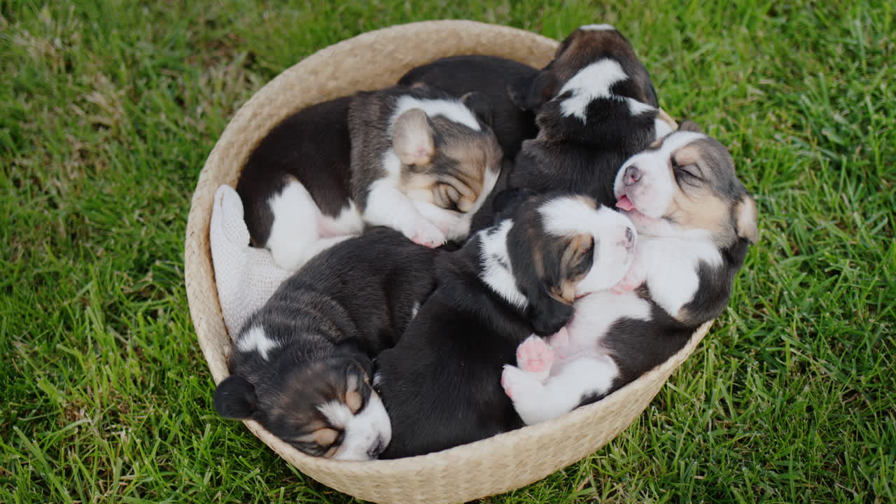 Cachorros beagle dormitando en una cesta que reposa sobre la hierba verde.