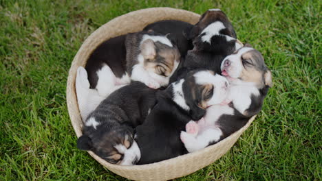beagle puppies dozing in a basket that stands on the green grass.