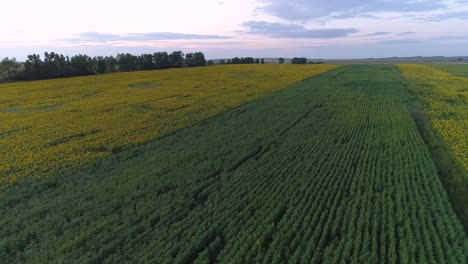 flying over a green field