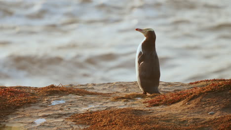 sunrise scenery at katiki point with yellow-eyed penguin standing on the cliff - slow motion