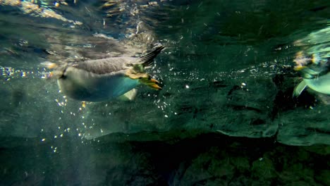 penguins gliding gracefully in a clear water habitat