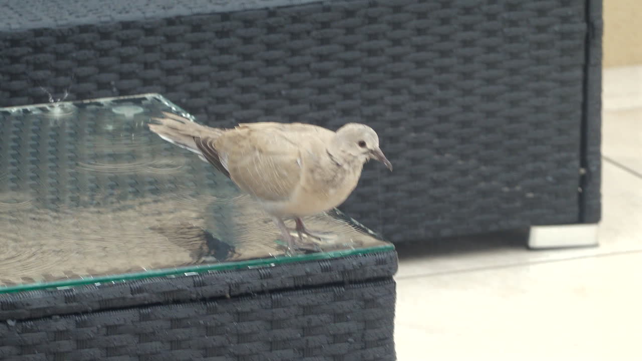 Close up of a dove on a wet terrace table