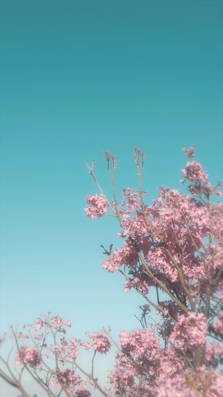 Pink Flowers Blooming on Tree Branch Against Blue Sky