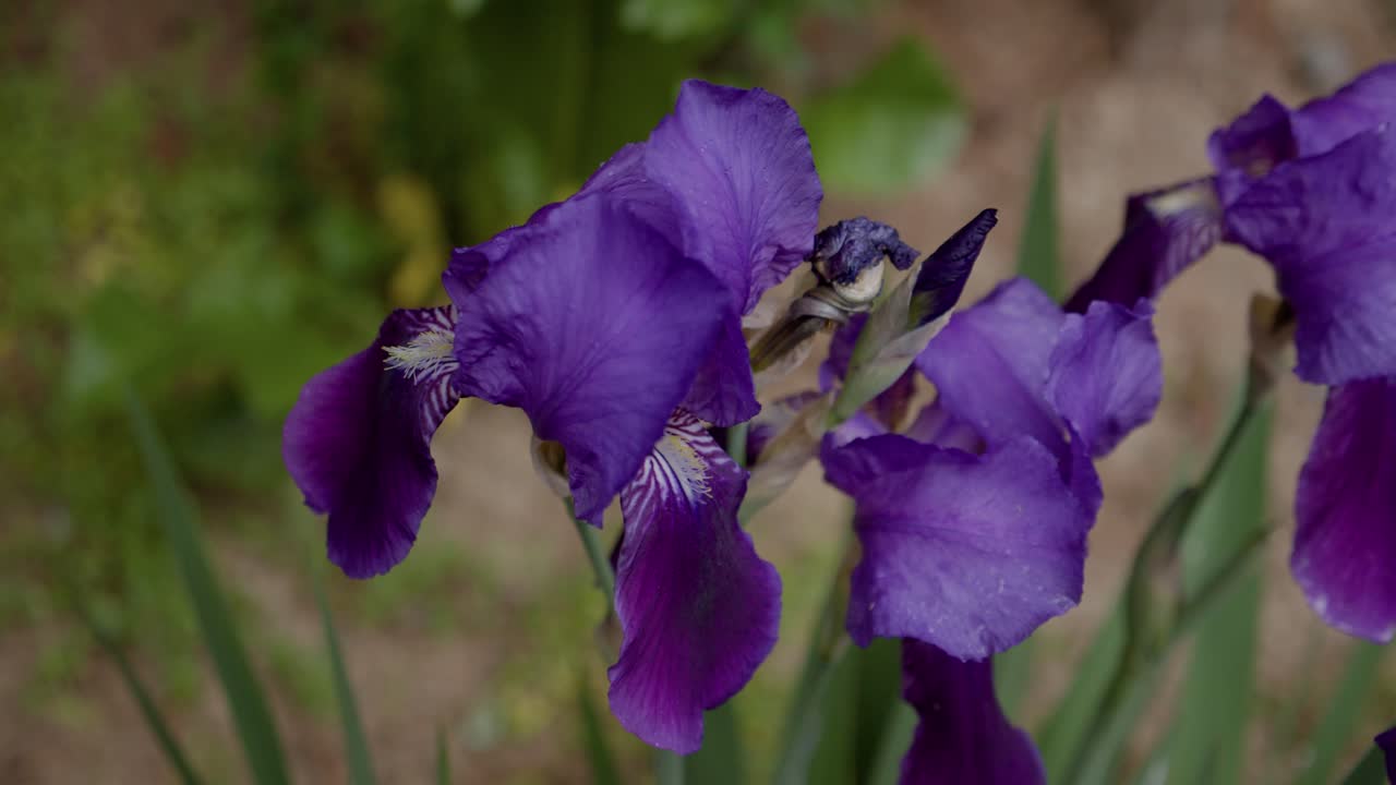 Purple Iris flowers after the rain. Green leaves. Macro moving shot.