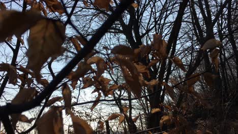 Walking-on-a-forest-road-with-the-sun-up-in-the-sky-and-the-sunlight-getting-through-the-tree-branches-on-early-spring-season