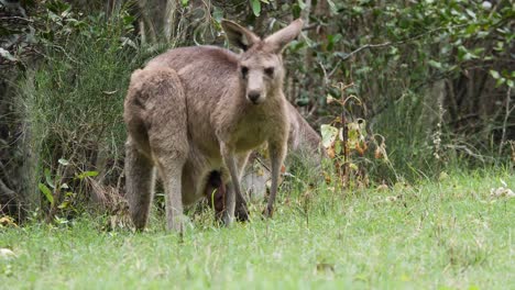 a newly born joey kangaroo sheltered in its mother's pouch while she feeds on grass