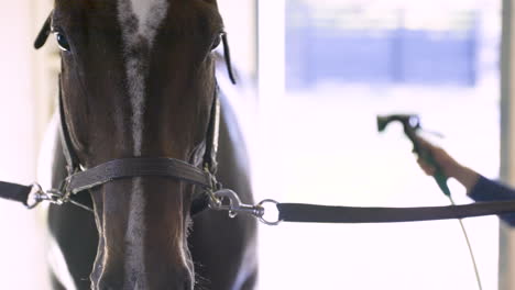 closeup of horse getting hosed down in stall