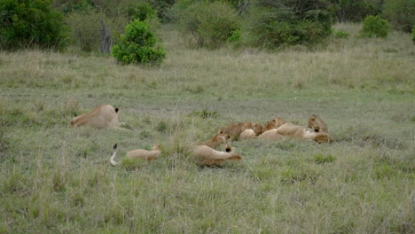 Lion-cubs-socialising-with-lionesses,-lying-down-on-grass