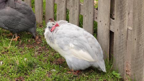 guinea fowls interacting near a wooden fence