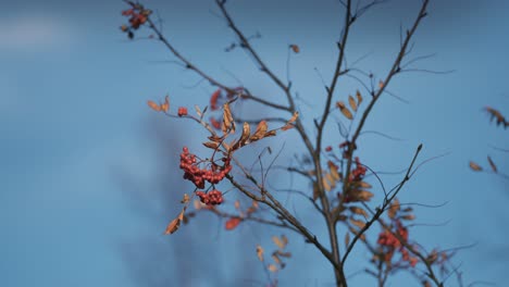 a close-up of the rowan tree branch on the blurry background