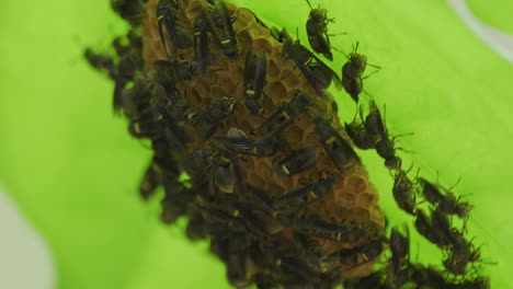 close up shot of black paper wasp colony constructing new hive underneath bright green leaf