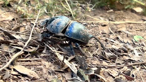 escarabajo de estiércol no volador caminando por el suelo fangoso