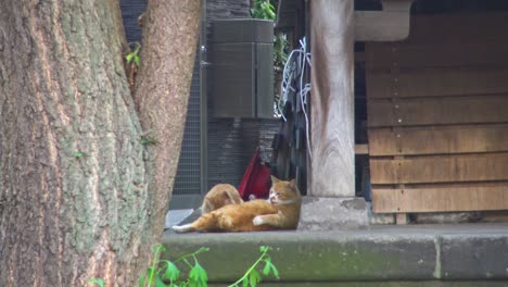 Nahaufnahme-Von-Katzen,-Die-Im-Schrein-Miteinander-Spielen