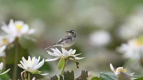 grey wagtail on water lily flower