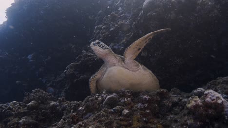 Eine-Aufnahme-Einer-Grünen-Schildkröte-Aus-Niedrigem-Winkel,-Die-Auf-Einem-Riff-Ruht,-Bevor-Sie-Zum-Atmen-An-Die-Oberfläche-Schwimmt