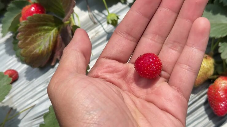 Mano che raccoglie una fragola fresca e matura in una serra.