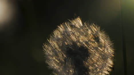 blurred field grass at sunset