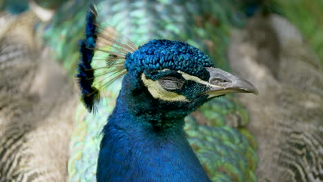 macro close up of sleepy colorful peacock resting outdoors in nature and wake up