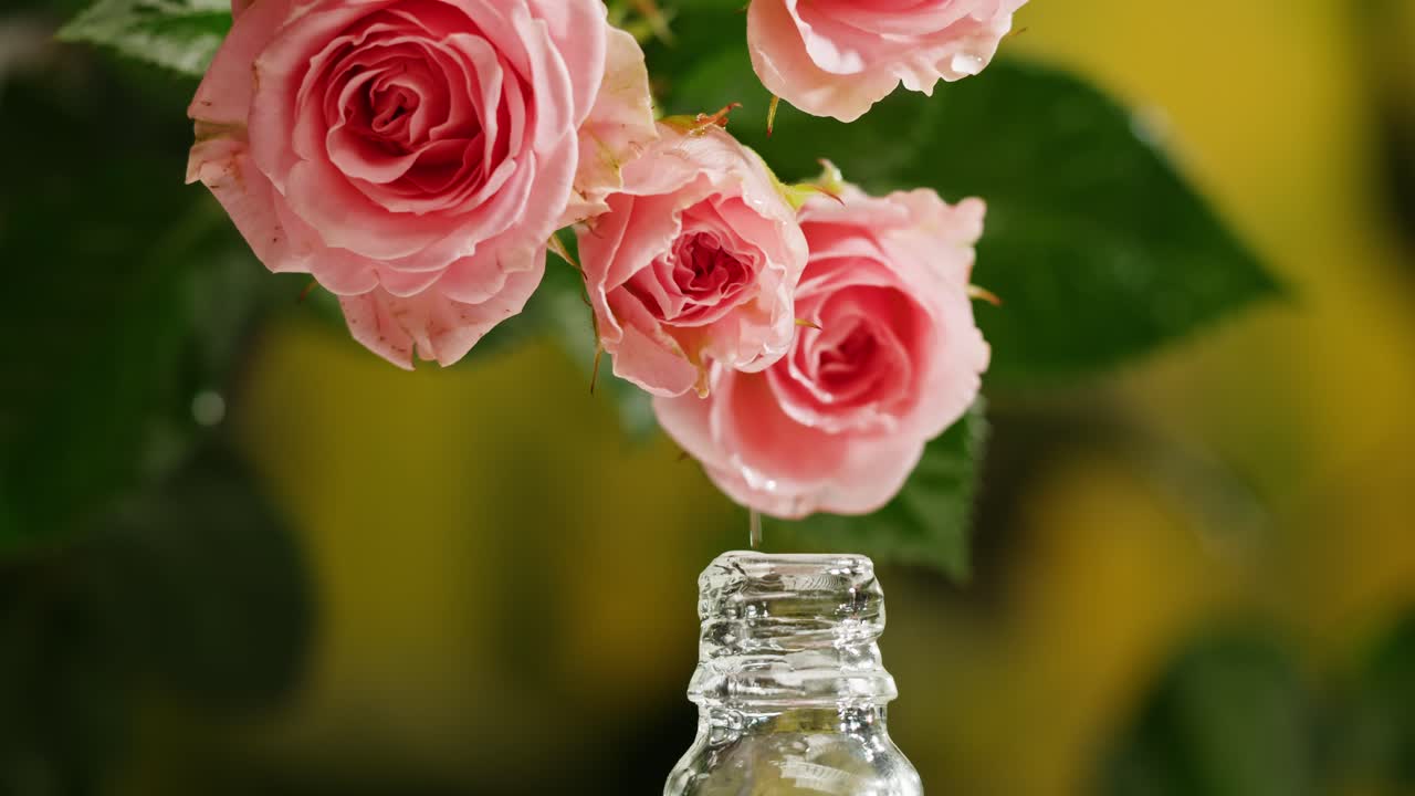 Rose rosa e bottiglia di olio essenziale
