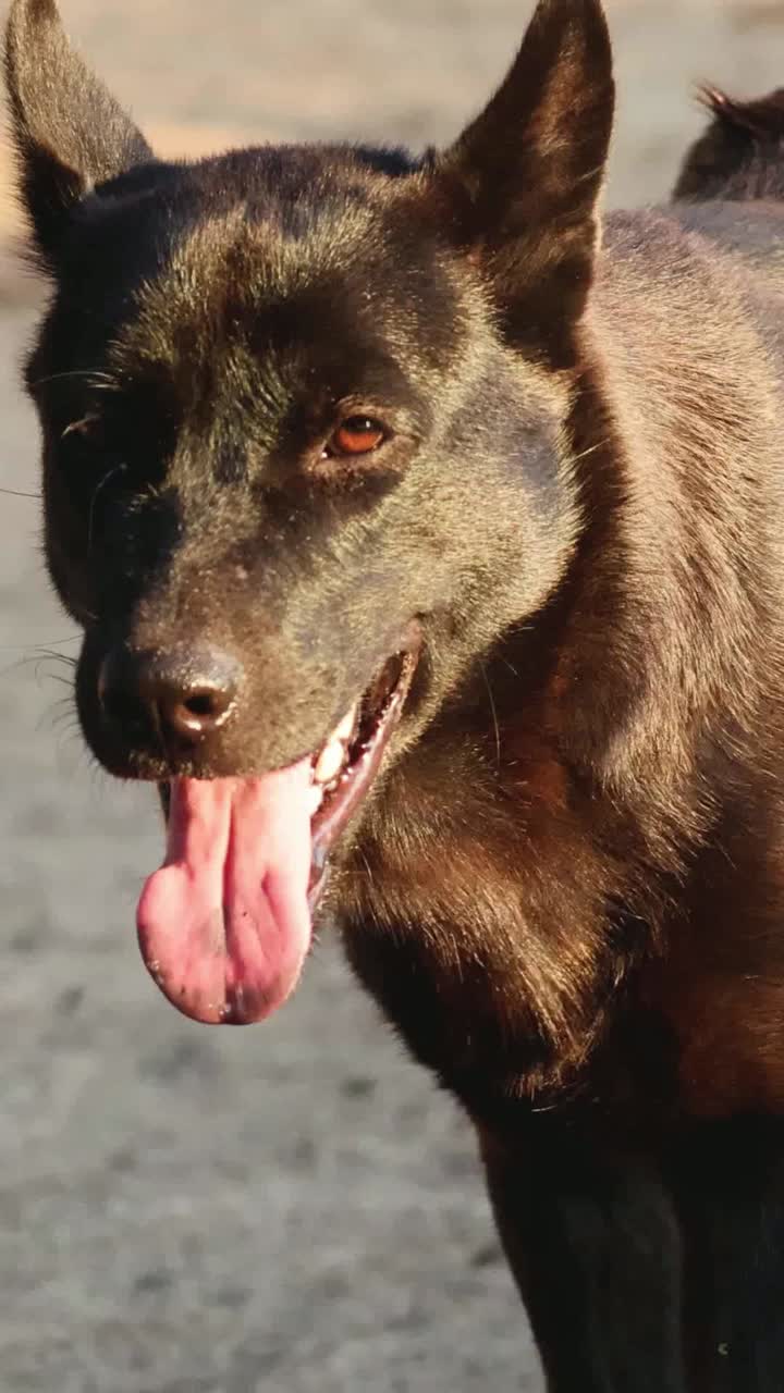 혀를 꺼낸 검은 개, 장난스러운 모습